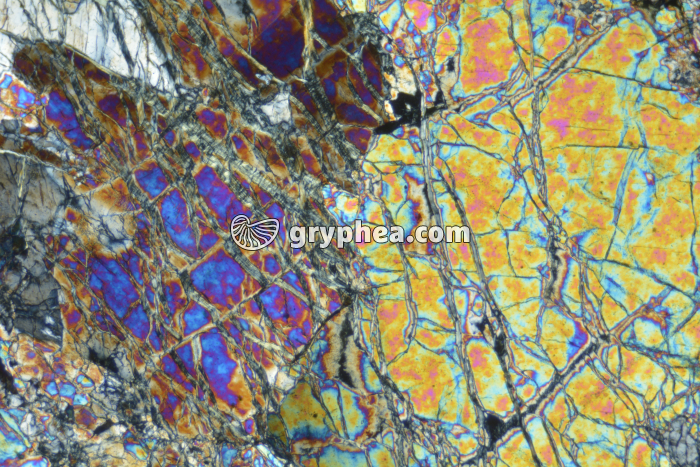 Péridotite LPA x25 - gryphea.com